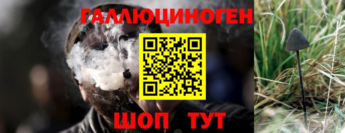 Псилоцибиновые грибы Psilocybe Кемерово